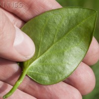 Greater Periwinkle
